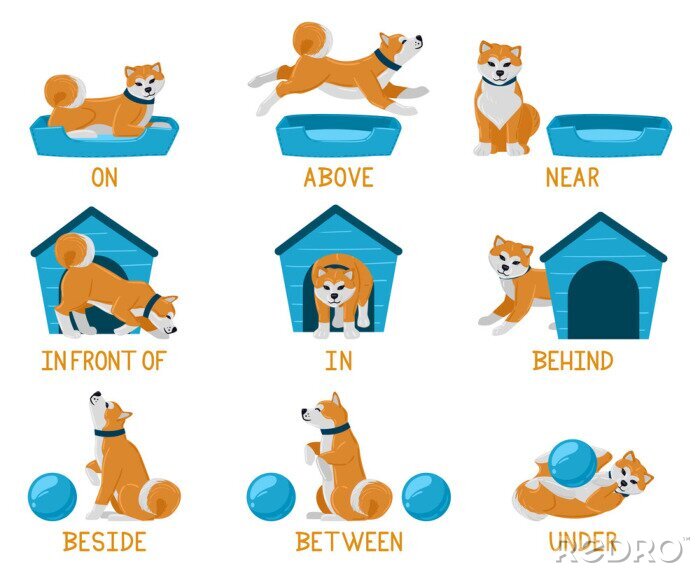 Poster Learning english prepositions with cute cartoon puppy dog. Cute akita dog above, behind, under, near dog bed or dog house illustration set. English prepositions learning