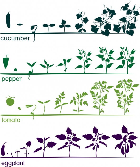 Poster Leben der essbaren Pflanzen Grafik in Farbe