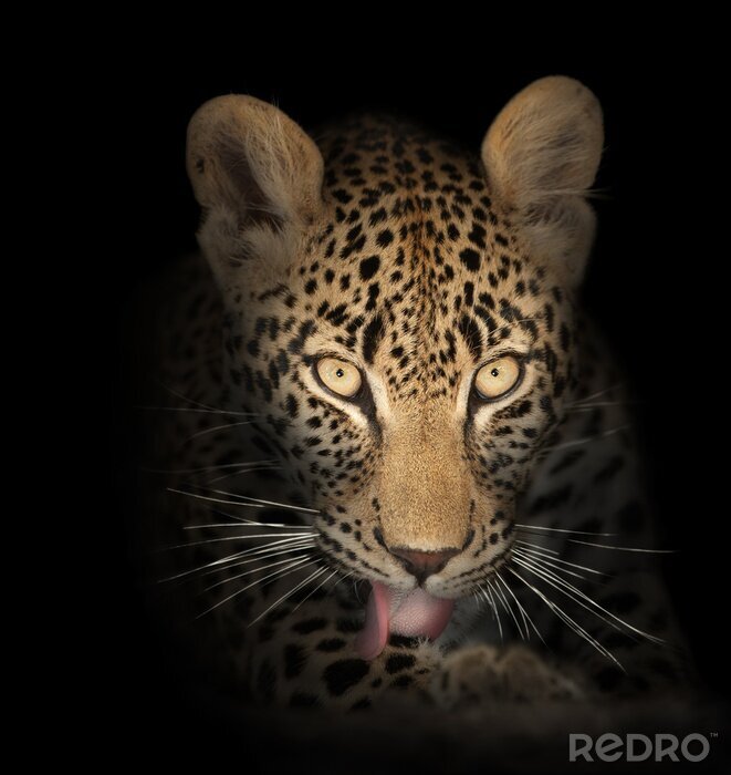 Poster Leopard in der Dunkelheit