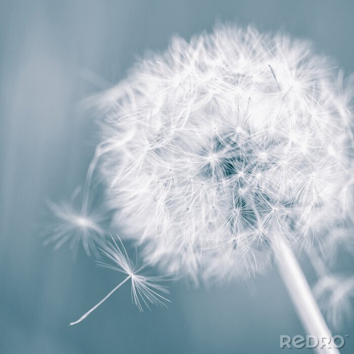 Poster Lichtung und Pusteblume