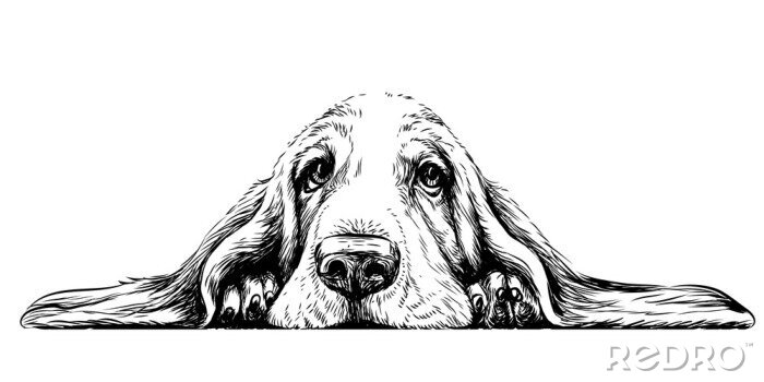 Poster Liegender Basset-Hund