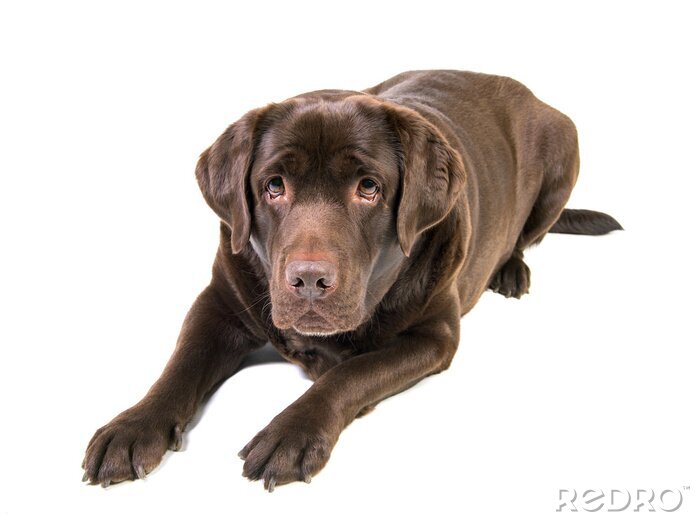 Poster liegender brauner Hund