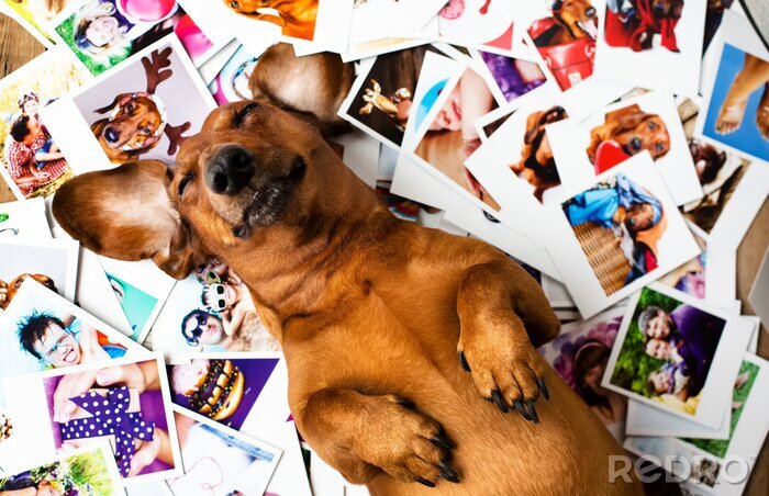 Poster Liegender Hund auf Fotos