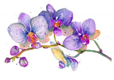 Poster Lila Orchidee mit Aquarell gemalt