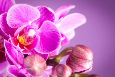 Lila Orchidee mit gelber Mitte