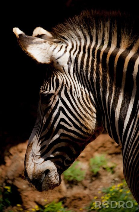 Poster Linkes Profil des Zebras
