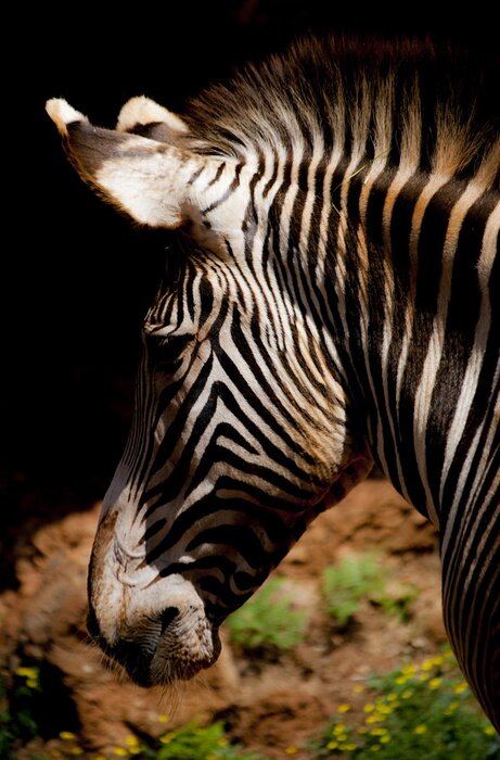 Poster Linkes Profil des Zebras