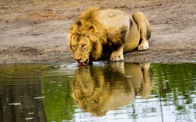 Poster Löwe beim Wassertrinken