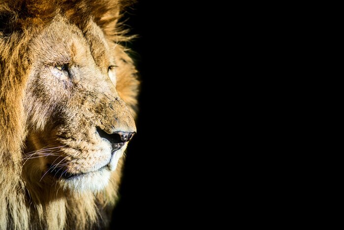 Poster Löwe geblendet von der Sonne