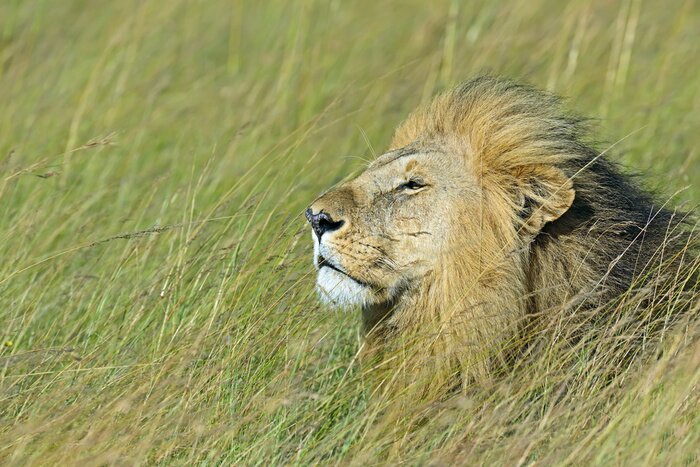 Poster Löwe im hohen Gras