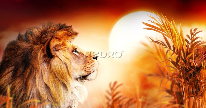 Poster Löwe in der Savanne bei Sonnenuntergang