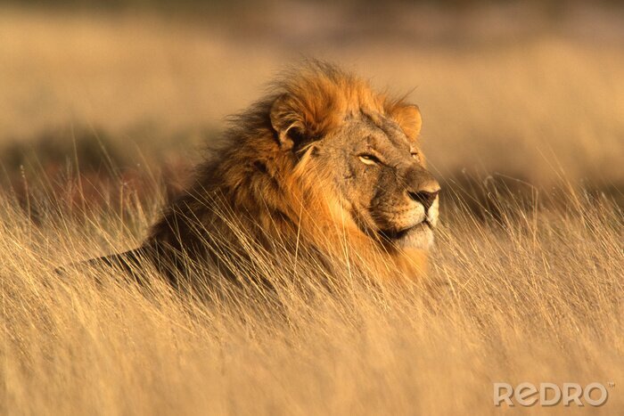 Poster Löwe in der Savanne im Gras