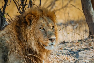 Poster Löwe in der Savanne in der Sonne