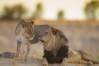Poster Löwe und Löwin bei Sonnenuntergang