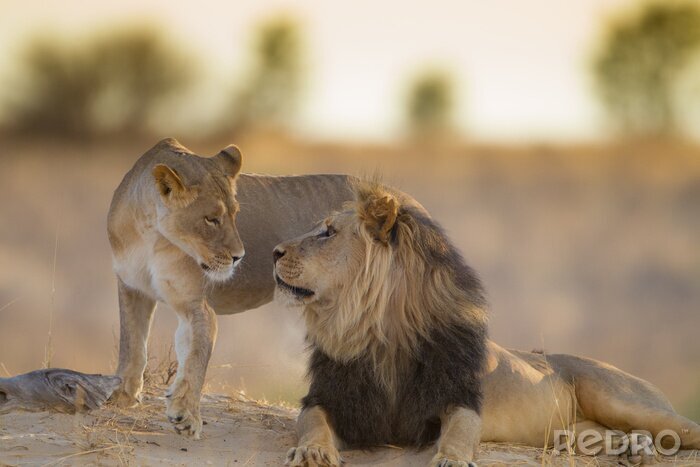 Poster Löwe und Löwin bei Sonnenuntergang