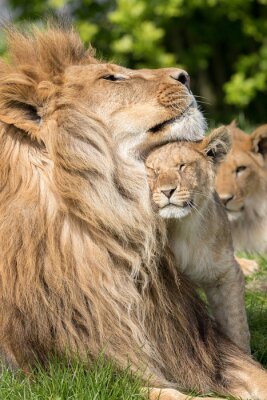 Poster Löwe und seine Jungen