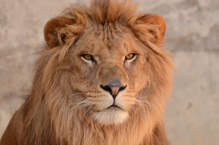 Poster Löwe vor dem Hintergrund der Felsen