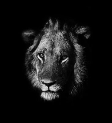 Poster Löwe vor dem Hintergrund des Schwarzes