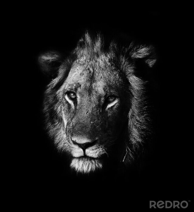 Poster Löwe vor dem Hintergrund des Schwarzes