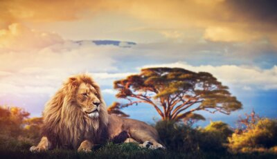Löwe vor dem Hintergrund einer schönen Safari-Landschaft