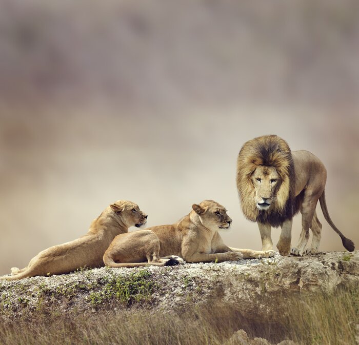 Poster Löwenfamilie auf Felsen