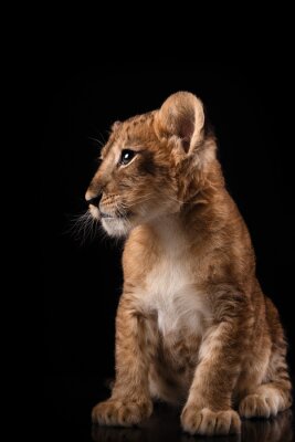 Poster Löwenjunges vor schwarzem Hintergrund