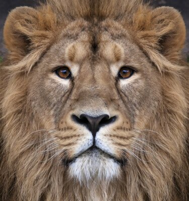 Poster Löwenkönig schaut geradeaus
