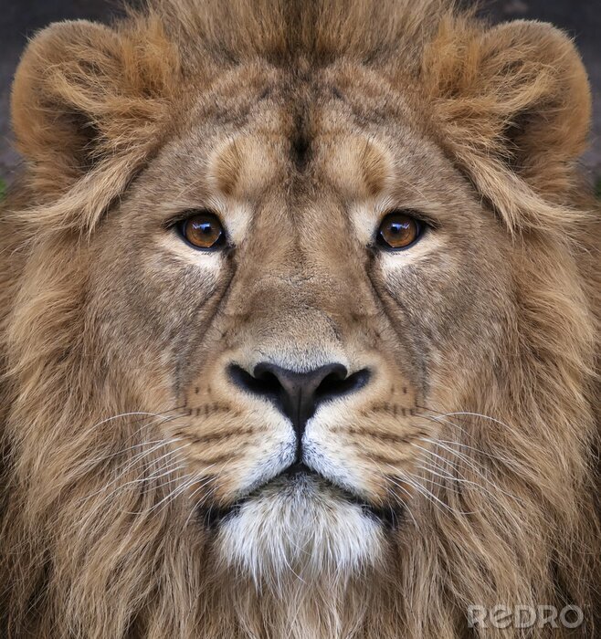 Poster Löwenkönig schaut geradeaus