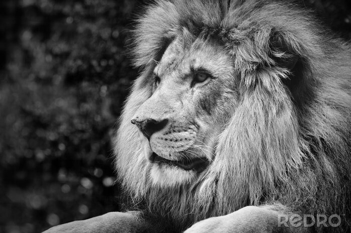 Poster Löwenkönig sitzend monochromatische Abbildung