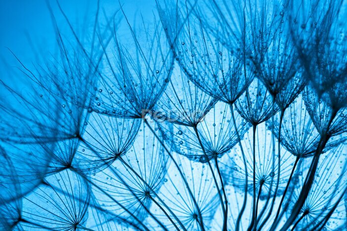 Poster Löwenzahnsamen auf blauem Grund