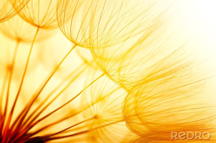 Poster Löwenzahnsamen auf gelbem Hintergrund