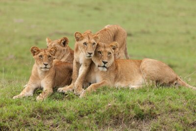 Poster Löwin und ihre Jungen im Gras