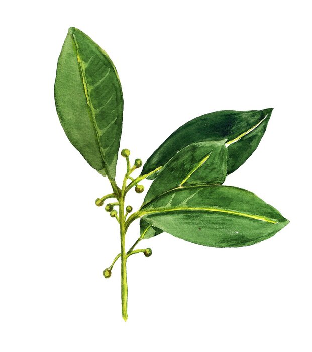 Poster Lorbeerblätter mit gelben Äderungen