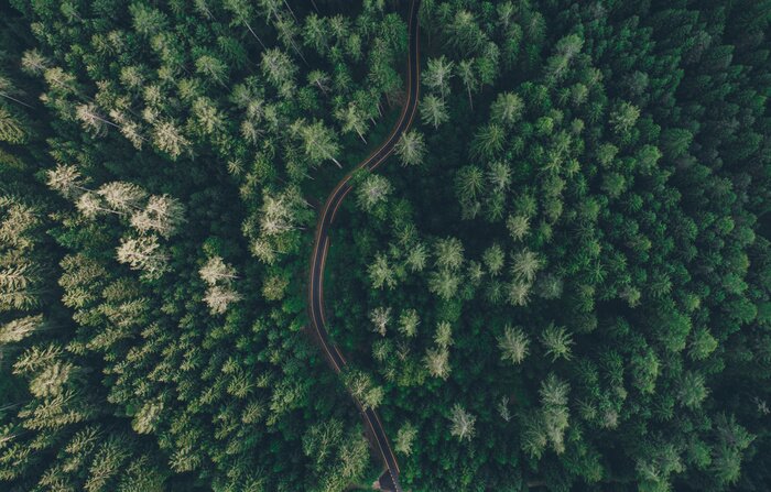 Poster Luftaufnahme einer Straße mitten in dem Wald