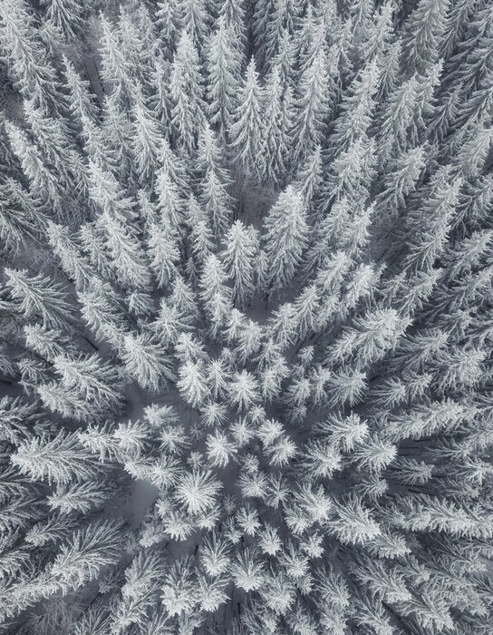 Poster Luftaufnahme eines winterlichen Nadelwaldes