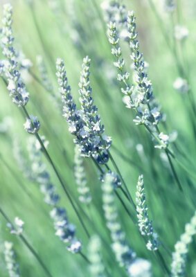 Luftiger weißer Lavendel