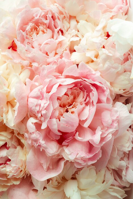 Poster Märchenhafte Pfingstrosen voller Zartheit