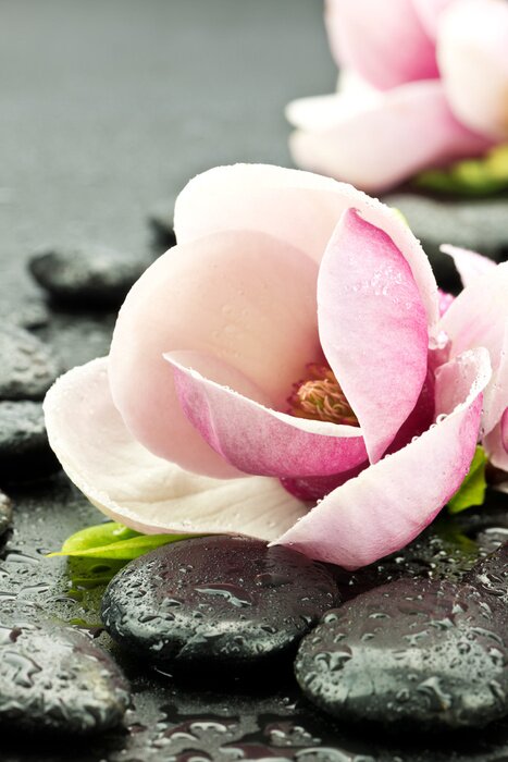Poster Magnolia z kamieniami tun spa