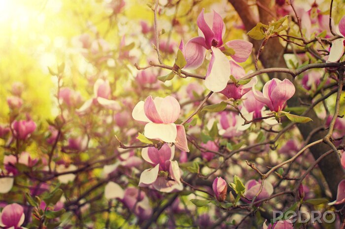 Poster Magnolie auf dem Baum