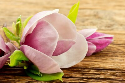 Magnolie auf Holz