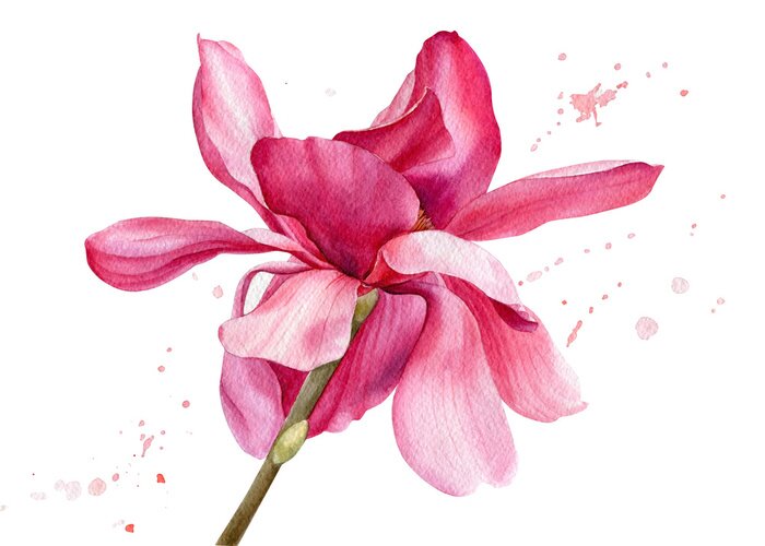 Poster Magnolie auf weißem Hintergrund Hand Aquarell