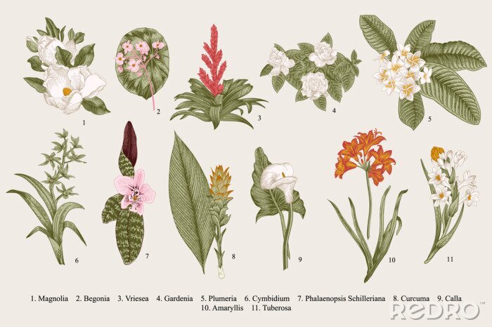 Poster Magnolie Blumen Begonie und Gardenie botanisch