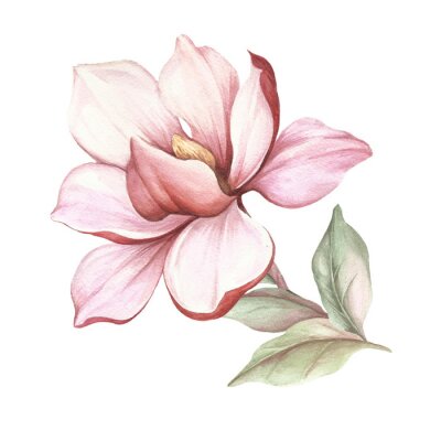Poster Magnolie mit gehobenen Blütenblättern