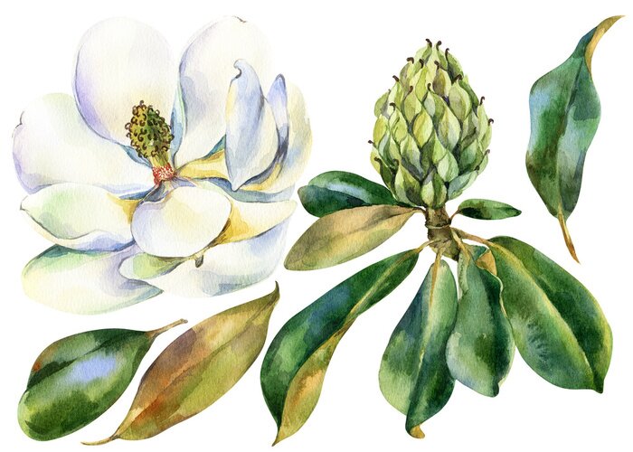 Poster Magnolie und ihre Struktur botanische Aquarell