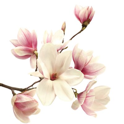 Magnolien auf weißem Hintergrund
