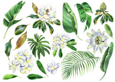 Poster Magnolien auf weißem Hintergrund und tropische Bananenblätter