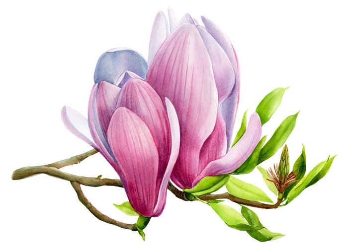 Poster Magnolien geschlossene Morgenknospen