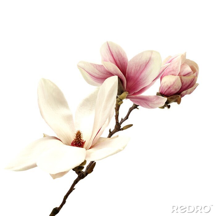 Poster Magnolien in Weiß und Rosa