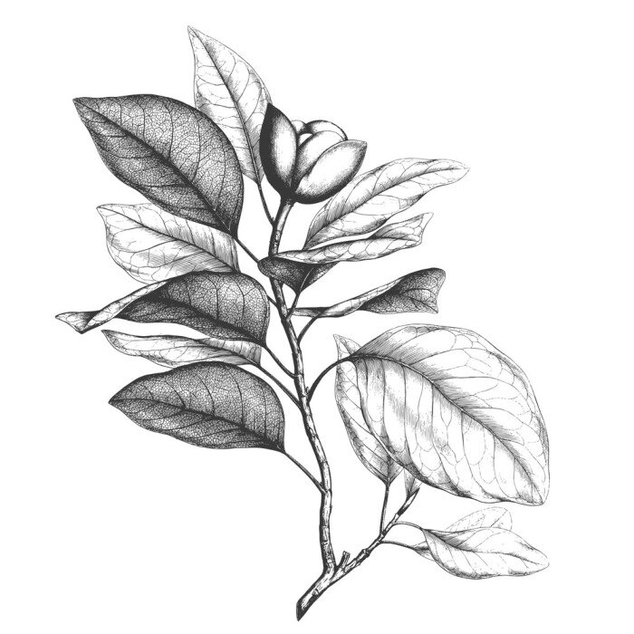 Poster Magnolien mit Bleistift schattiert