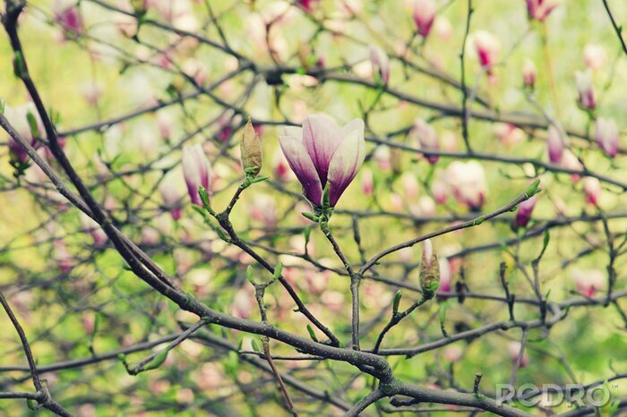 Poster Magnolien und Grünzeug